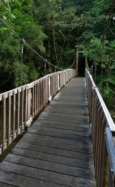 Brücke im Dschungel — Stockfoto