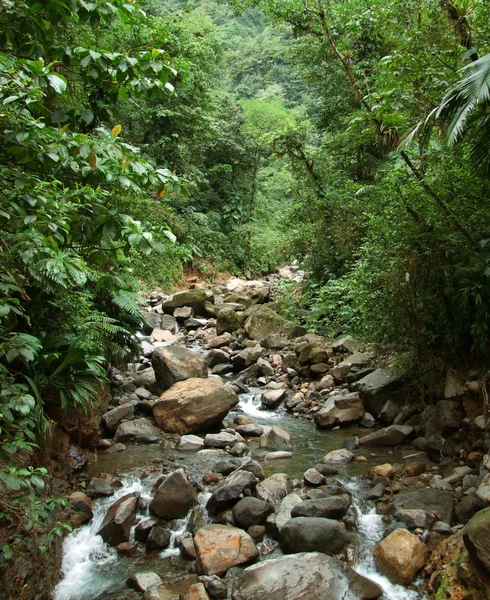 Jungle stream — Stock Photo, Image