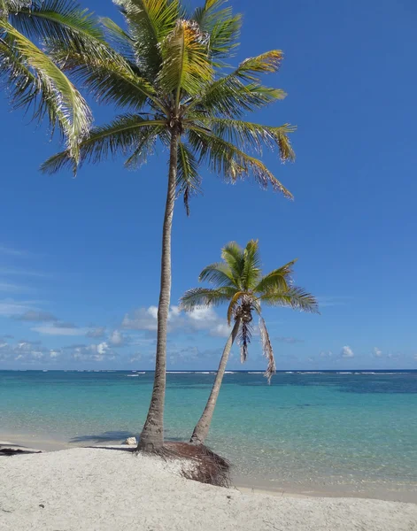 Karibiska stranden landskap — Stockfoto