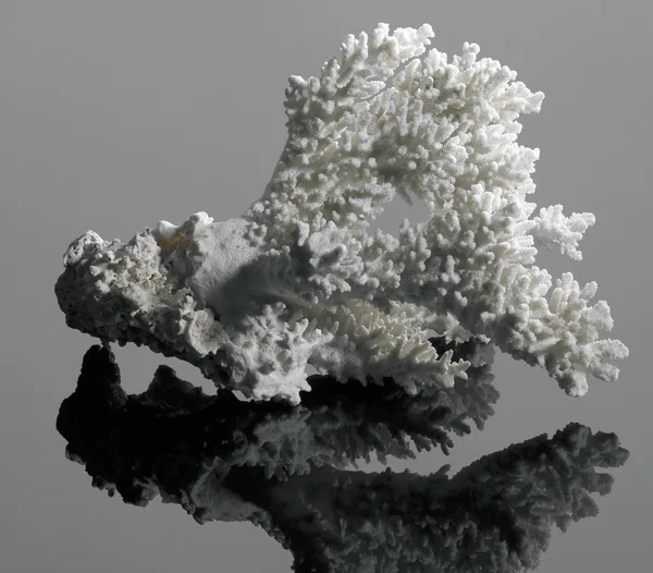 White coral — Stock Photo, Image