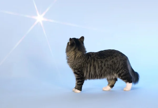 Kočka a světlo — Stock fotografie