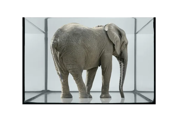 Akwarium i słoń — Zdjęcie stockowe