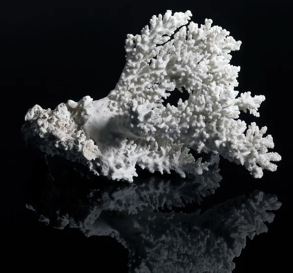 White coral — Stock Photo, Image