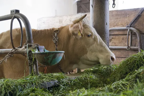 Vaca dentro de un establo de vacas — Foto de Stock