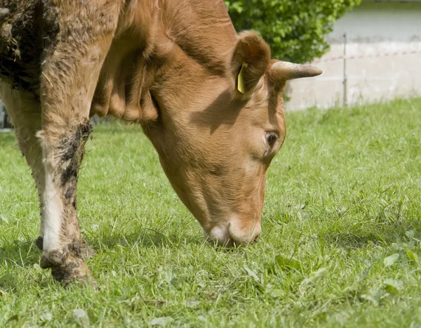 Ruskea lehmä — kuvapankkivalokuva