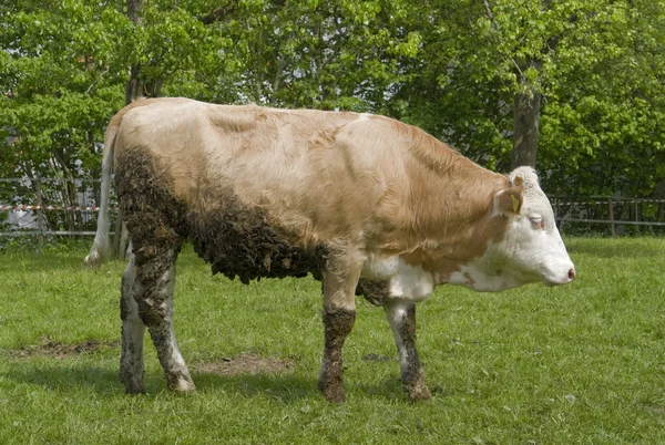 Braune Kuh — Stockfoto