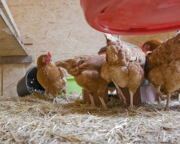 Pollo en un gallinero — Foto de Stock