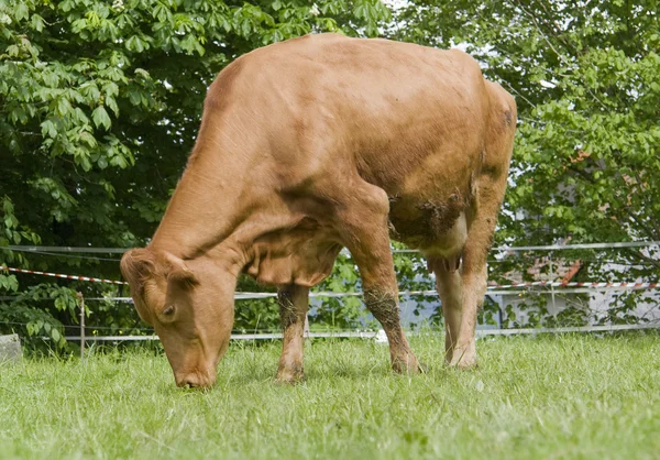 Brown cow — Zdjęcie stockowe