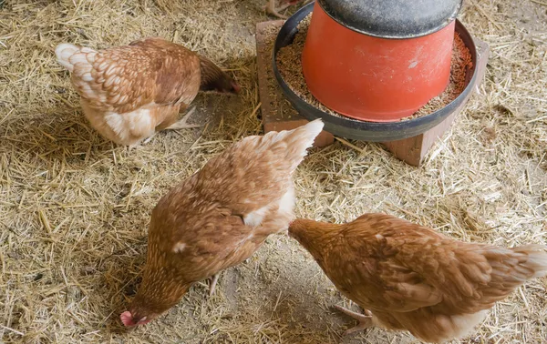 Pollo en un gallinero — Foto de Stock