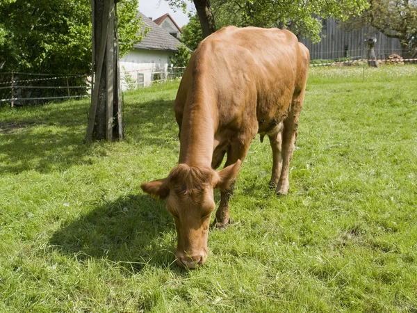 Brown cow — Zdjęcie stockowe