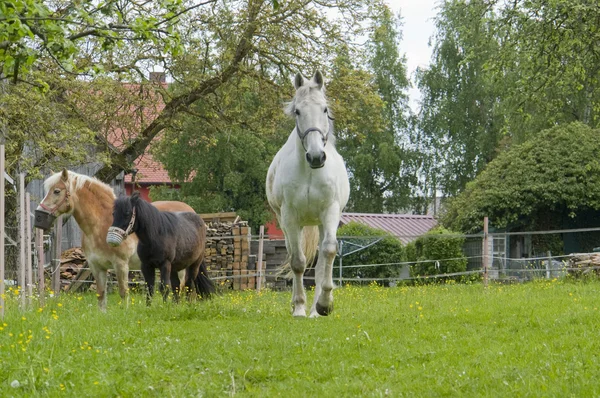 Caballos y paddock — Foto de Stock