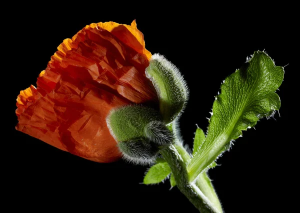 Poppy — Stock Photo, Image