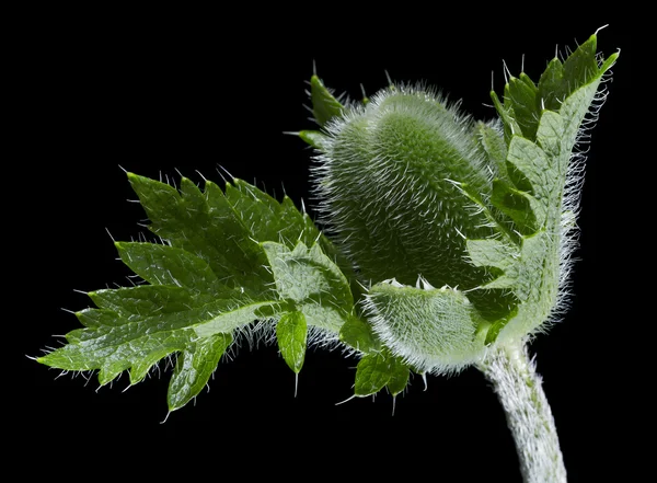 Papaver — Stockfoto