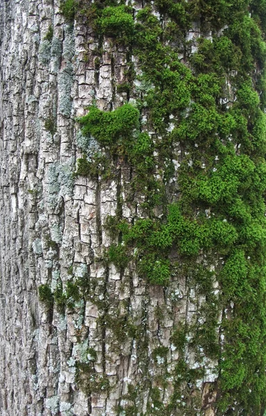 Overgrown bark — Stock Photo, Image