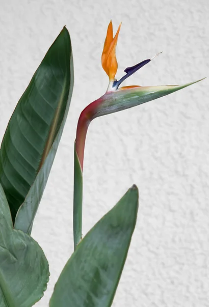 Strelitzia — Foto Stock