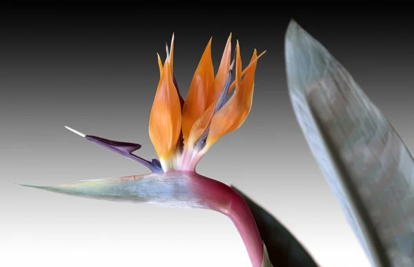 Strelitzia — Stock Photo, Image