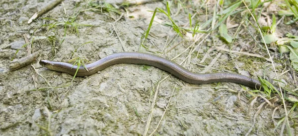 Blind worm — Stockfoto