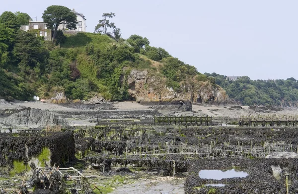 Oyster beds at Cancale — Stock Photo, Image