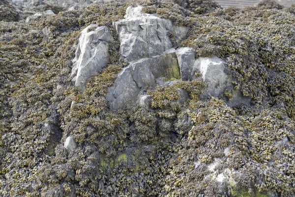 藻そして岩の形成 — ストック写真