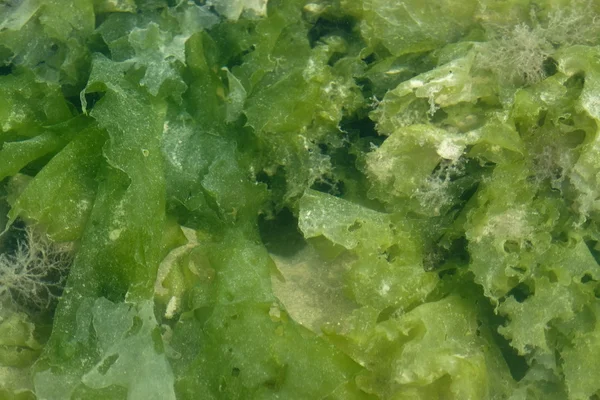 Algues marines — Photo