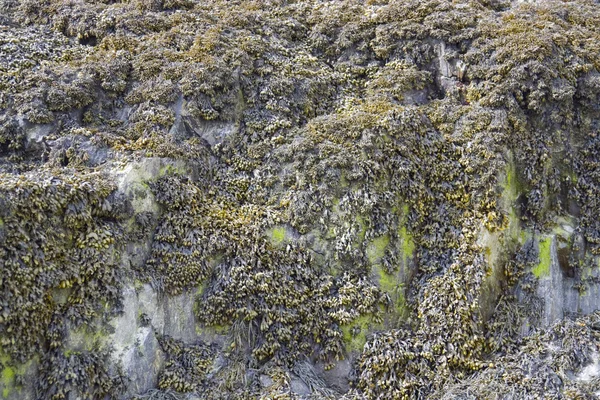 Formation d'algues et de roches — Photo