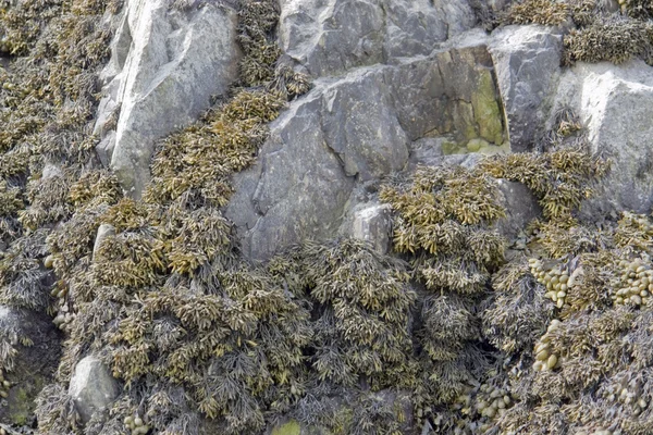 Formazione di alghe e rocce — Foto Stock