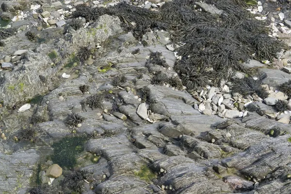Formation d'algues et de roches — Photo