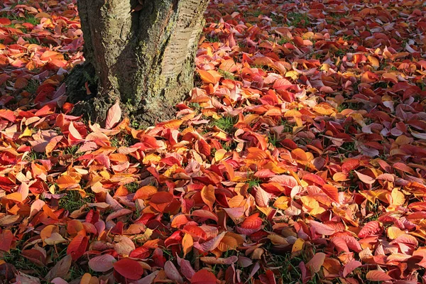 Sonbahar Yaprakları — Stok fotoğraf