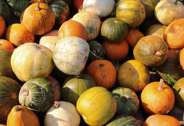 Pumpkins — Stock Photo, Image