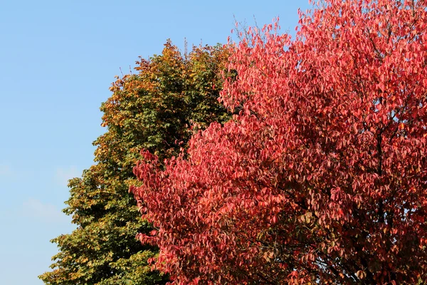 Autumn leaves — Stock Photo, Image