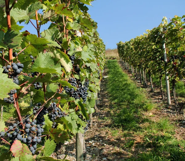 Vineyard detail — Stock Photo, Image