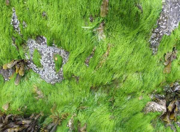 Seaweed — Stock Photo, Image