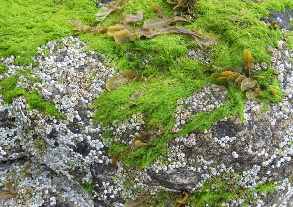 Seaweed — Stock Photo, Image