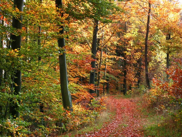 Paysage forestier d'automne — Photo