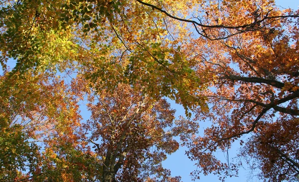 Autumn forest scenery — Stock Photo, Image