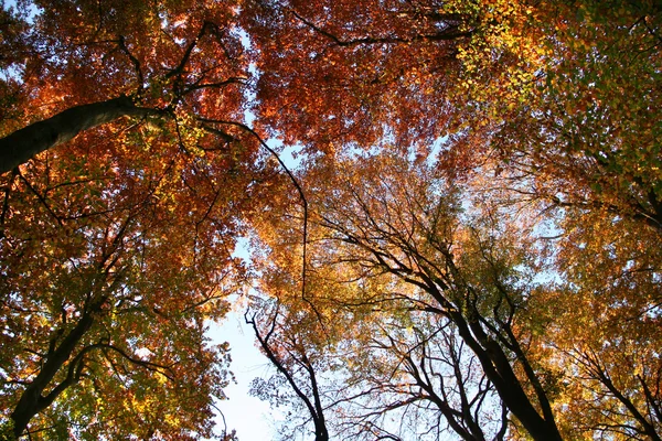 Colorful treetops — Stock Photo, Image