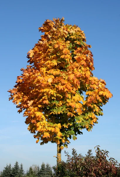 Boom boven — Stockfoto