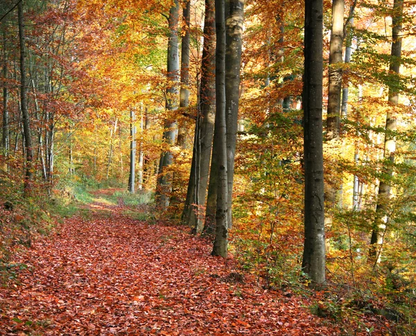 Осенние лесные пейзажи — стоковое фото