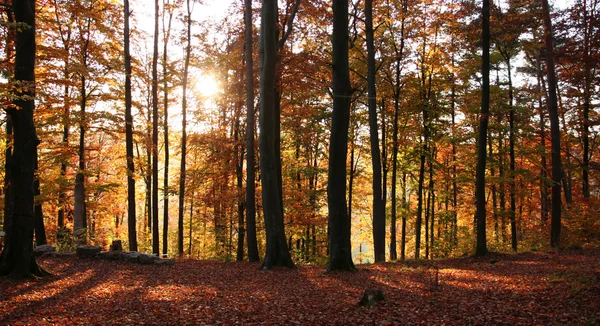 Podzimní krajina lesa — Stock fotografie