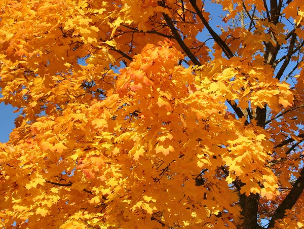 Orange treetop — Stock Photo, Image