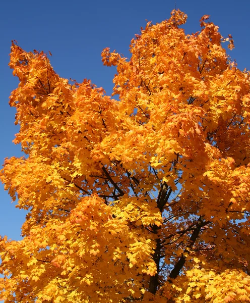 Oranje treetop — Stockfoto