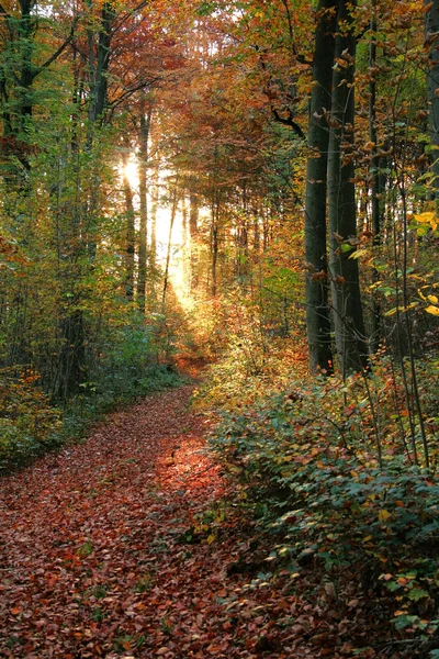 Paesaggio foresta autunnale — Foto Stock