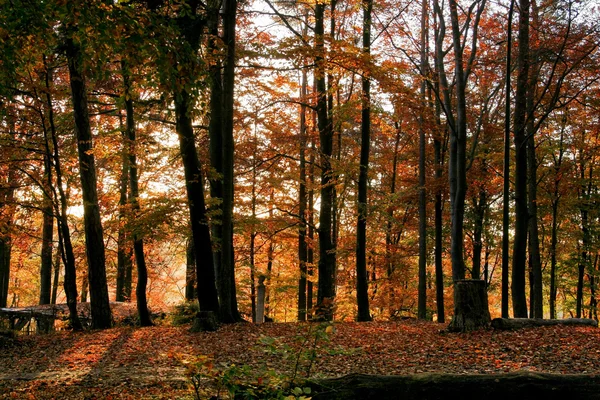 Jesienne krajobrazy leśne — Zdjęcie stockowe