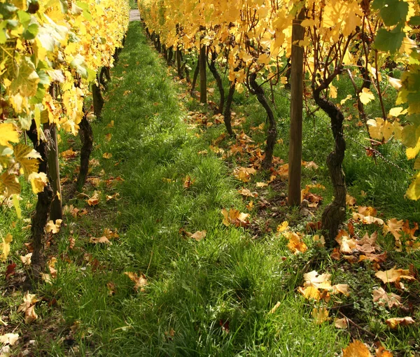 Paisaje del viñedo de otoño — Foto de Stock