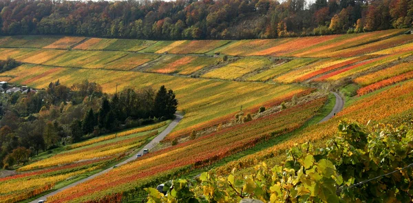 Herfst wijngaard landschap — Stockfoto