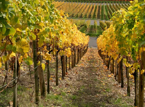 Herfst wijngaard landschap — Stockfoto