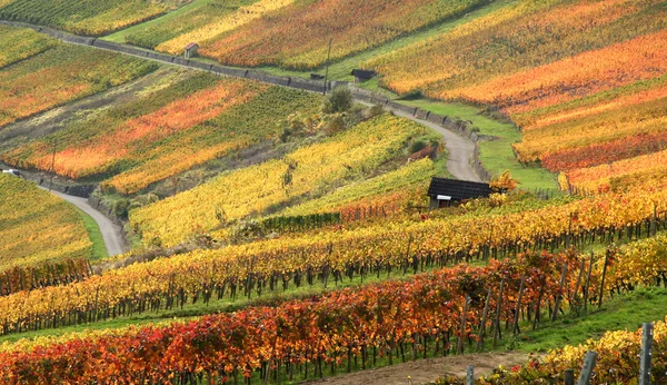 Autumn vineyard scenery — Stock Photo, Image