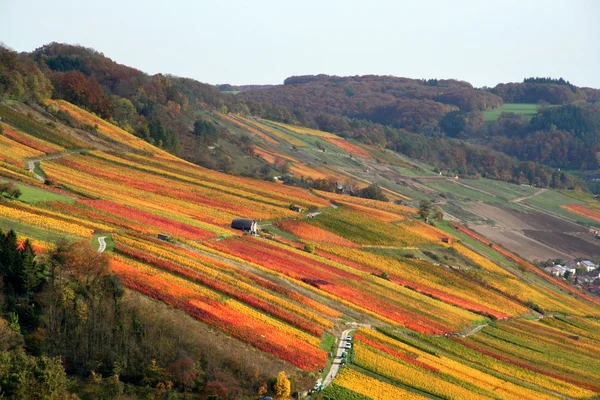 autumn vineyard scenery