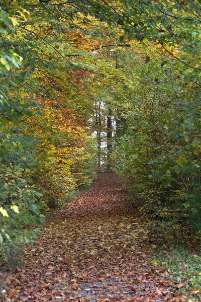 Autumn forest scenery — Stock Photo, Image