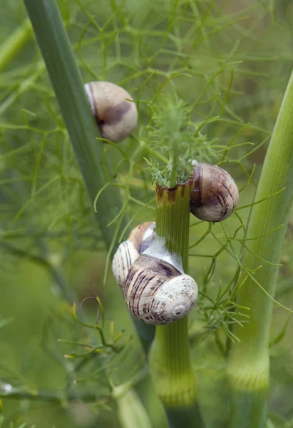 Dettaglio della conifera — Foto Stock